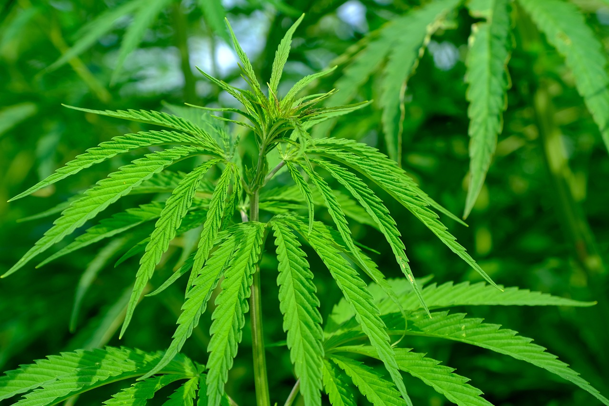 CBD Wholesale California: How To Find A Reliable Legal Hemp Supplier