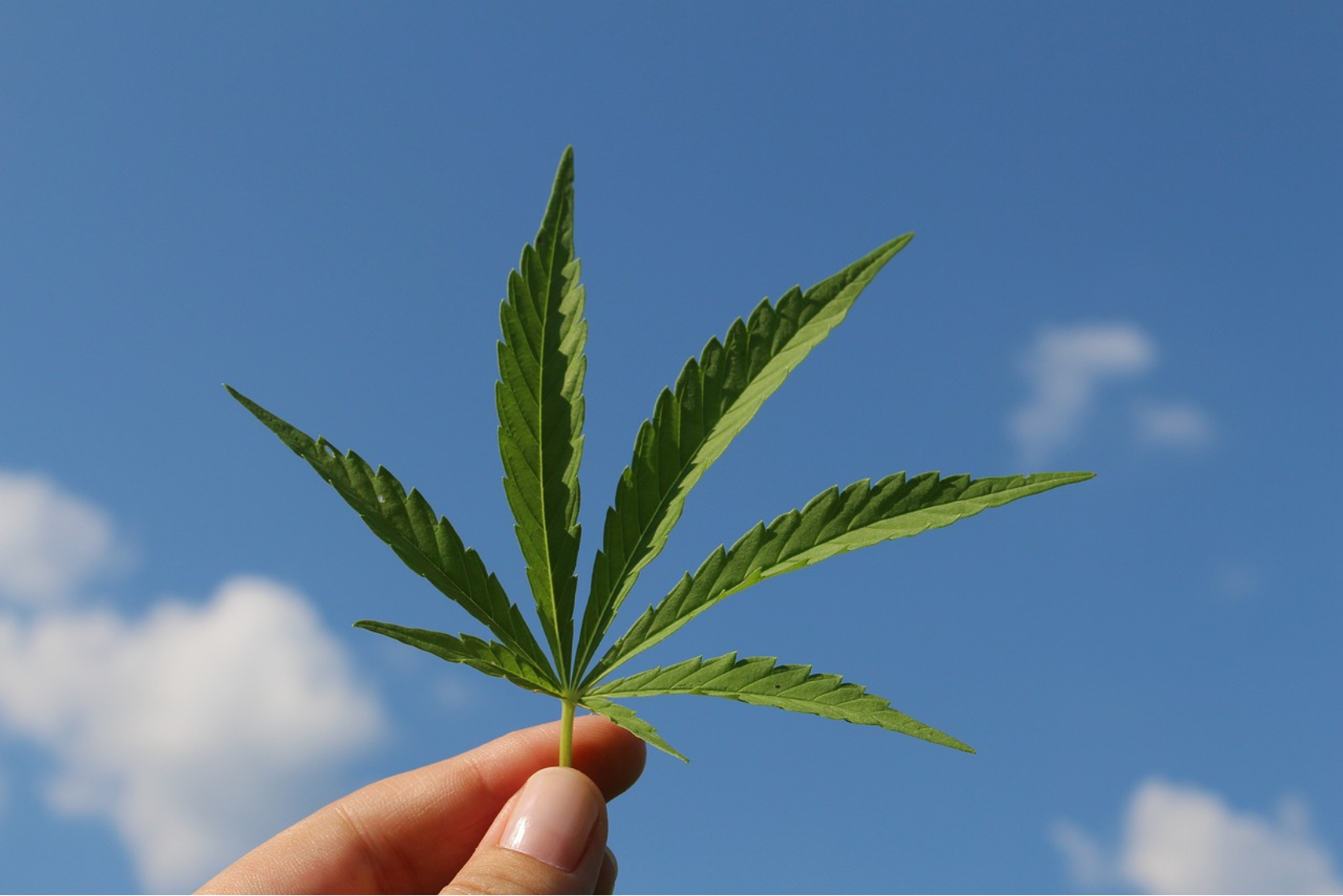 CBD Wholesale Texas: How To Find A Reliable Legal Hemp Supplier