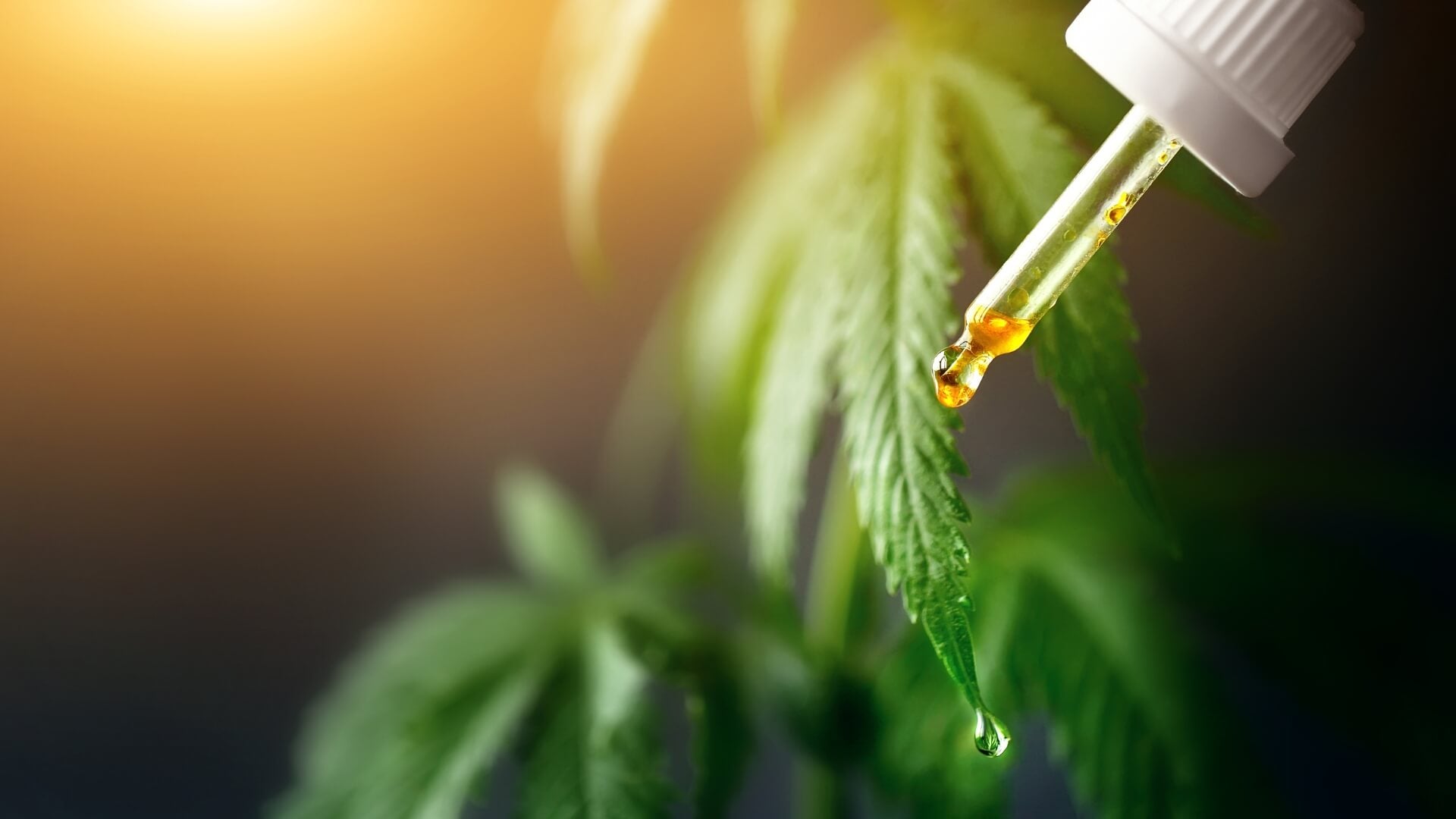 Explore Our Cannabinoids - HALF BAK'D