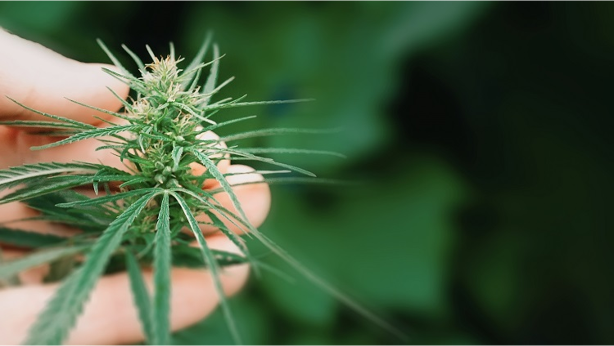 How to Choose the Best Hemp Flower for Your Needs