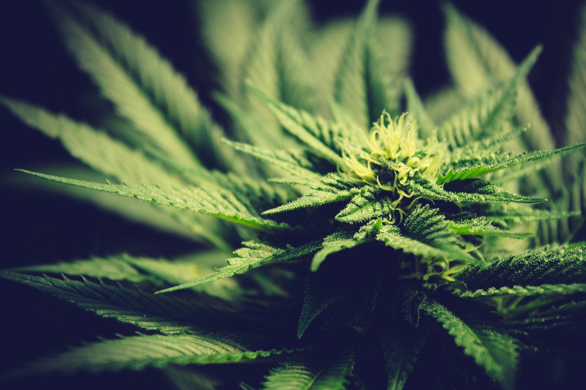 Delta-8 THC: The Lesser-Known Cannabinoid Taking the Cannabis World by Storm