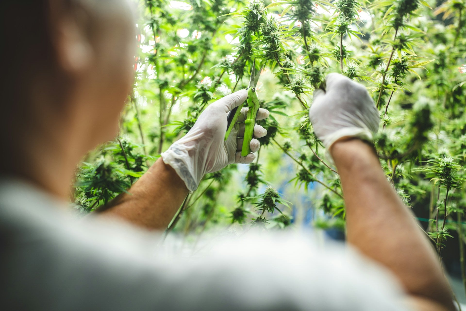 Embracing Hemp Sustainability: The Environmental Impact of Delta-Cannabinoid Products and How Companies are Prioritizing Eco-Friendly Practices