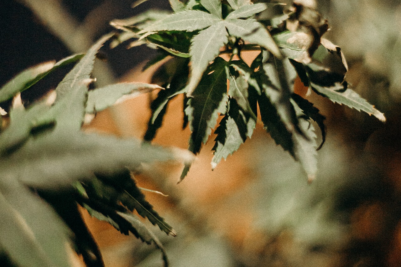 cannabidol