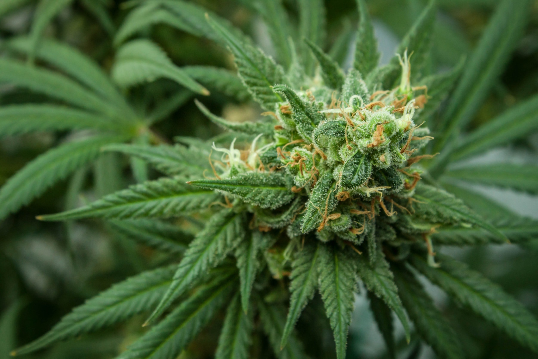 Does Hemp Flower Get You High?