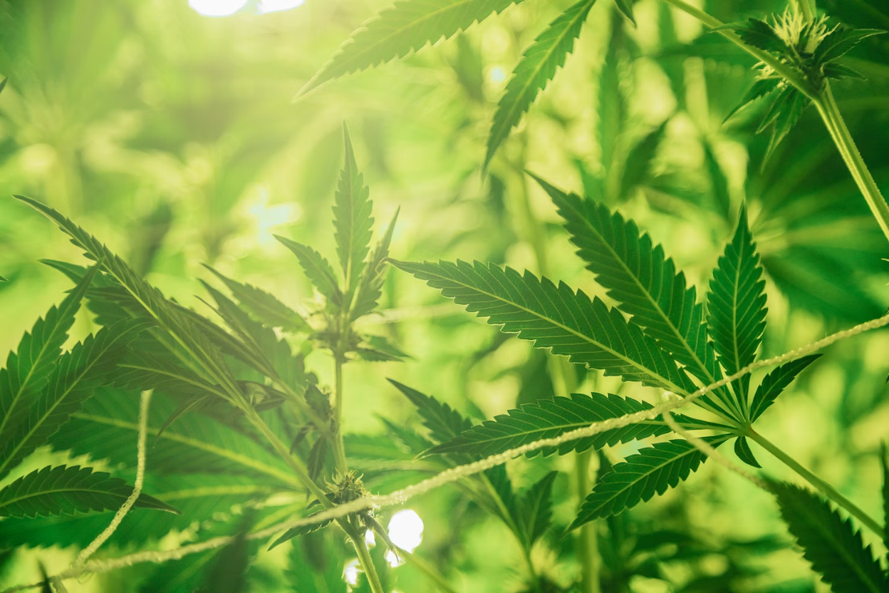 What Are The Legal THC Limits? State by State Guide