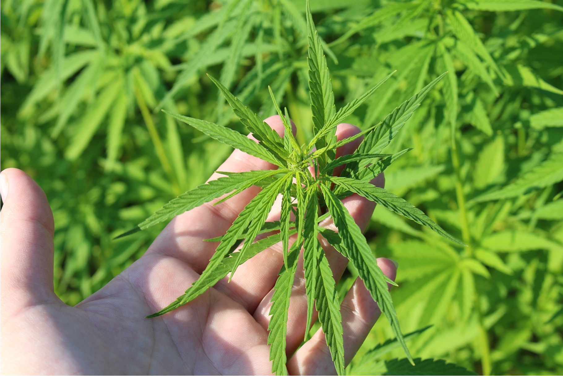 Cannabis vs Hemp vs Marijuana: What Exactly Are The Differences?