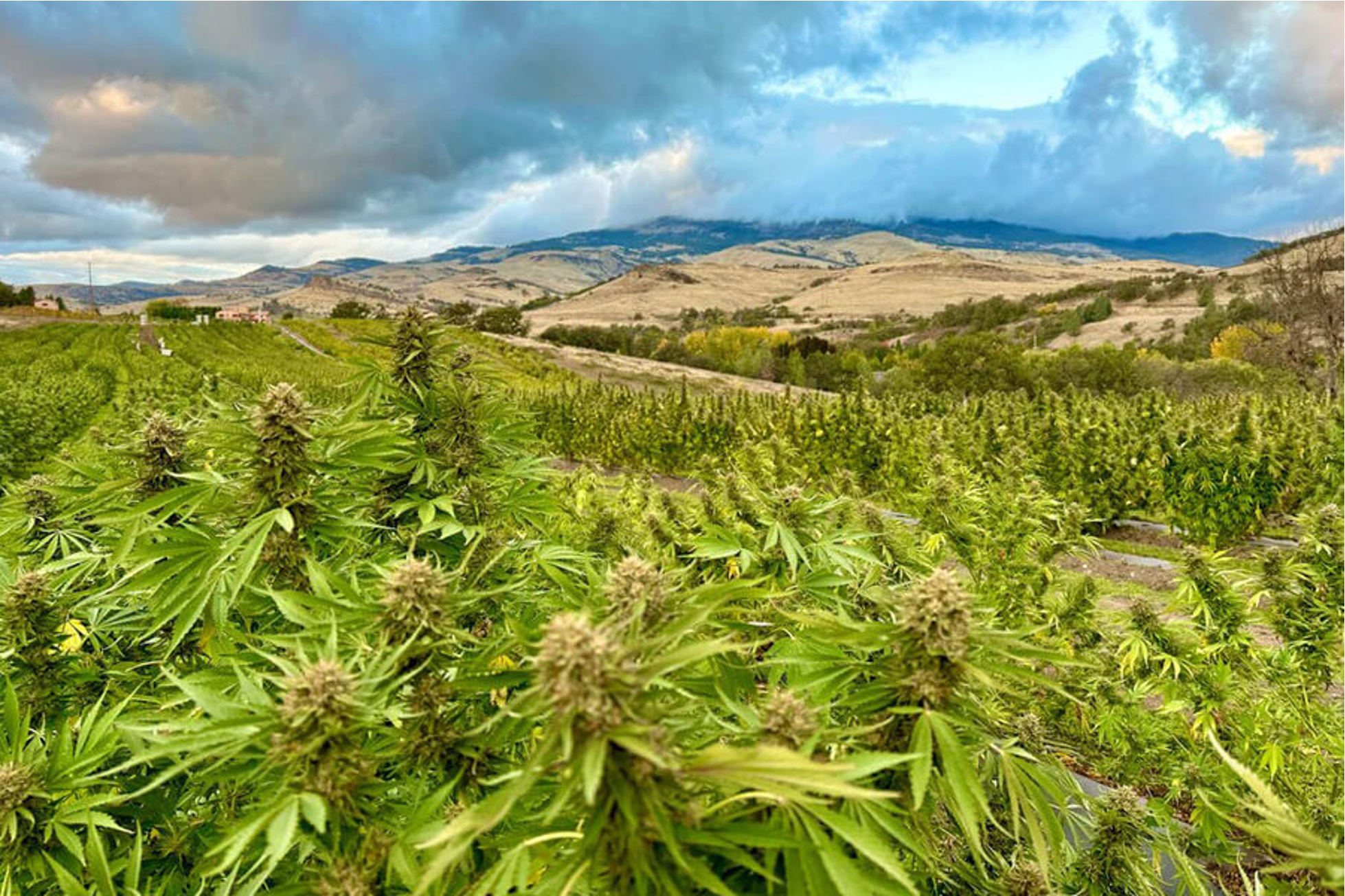 Is THCa Flower Sprayed: Production Process