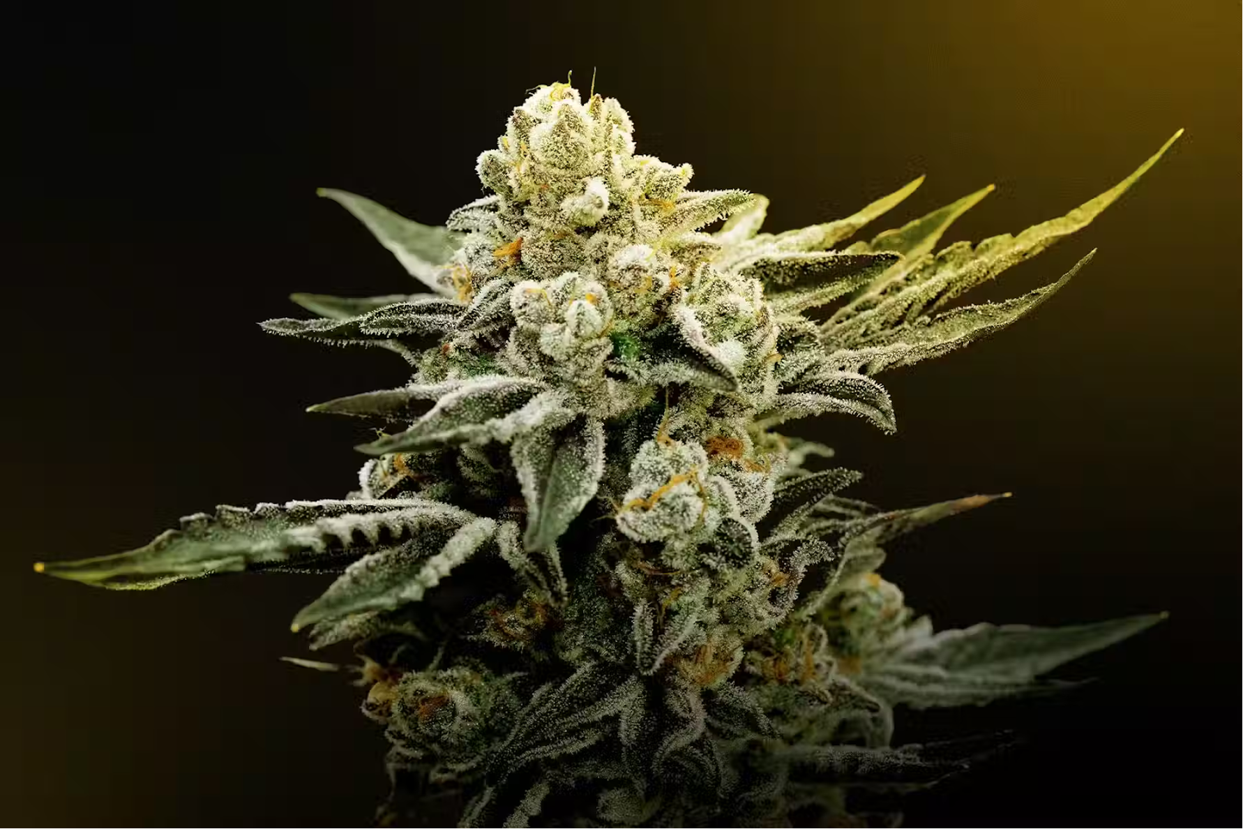 What is THCa Hemp Flower: Effects & Benefits