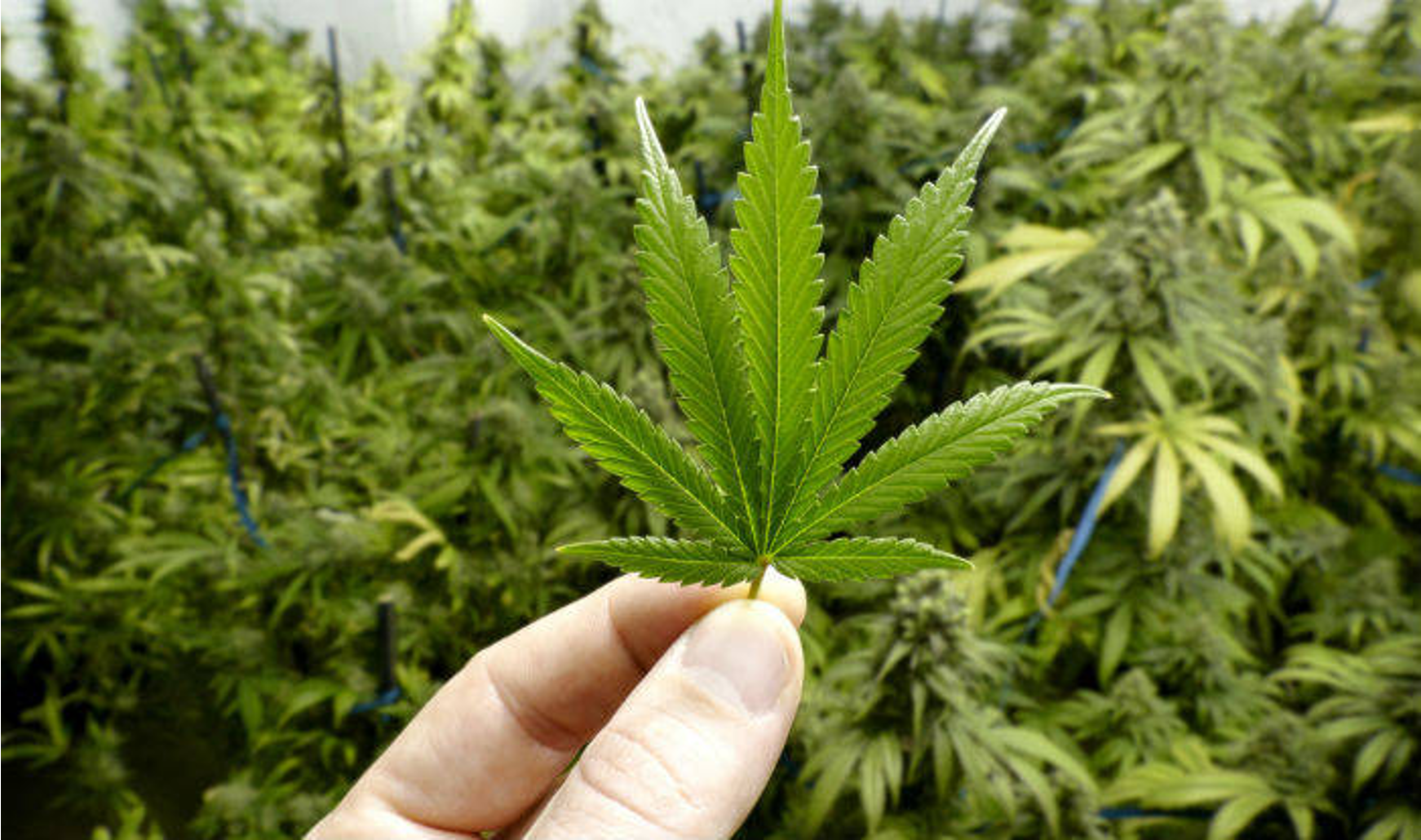 Hemp Flower vs Weed: What’s the Difference?